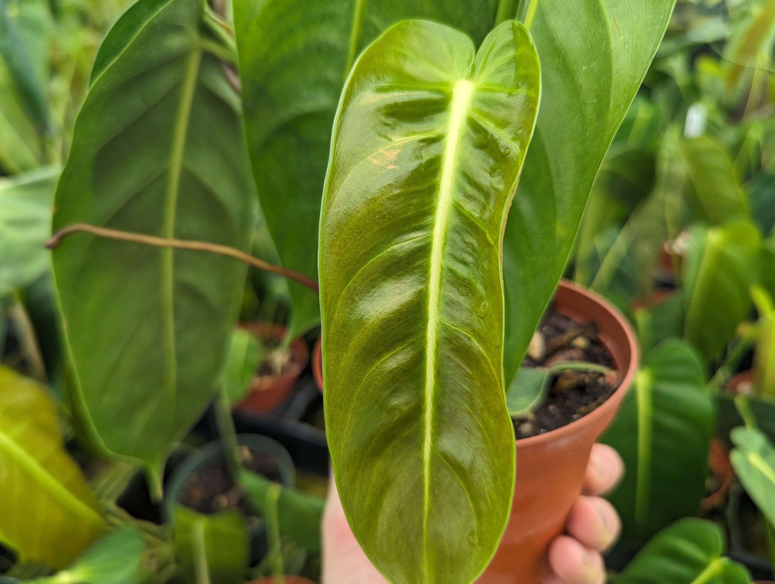 Philodendron Esmeraldense Narrow