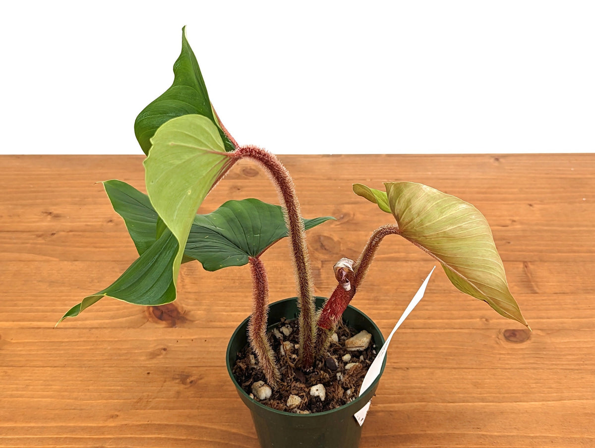 Philodendron Squamicaule