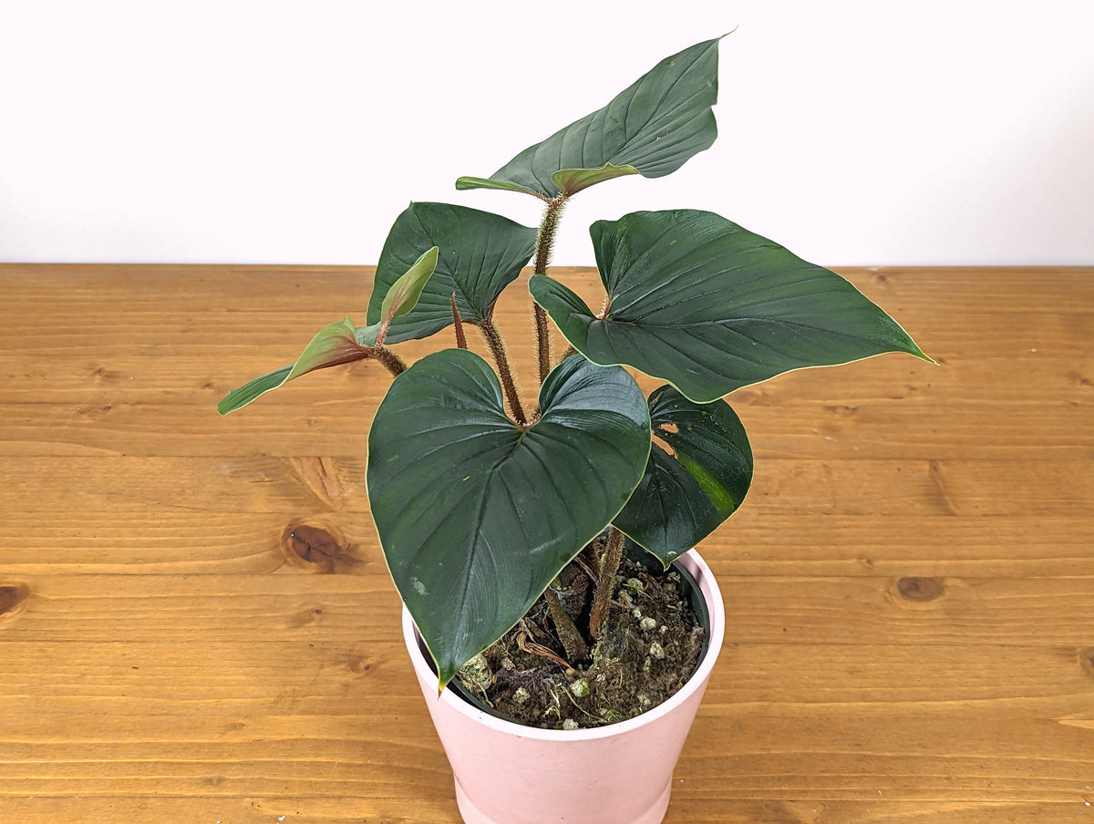 Philodendron Squamicaule