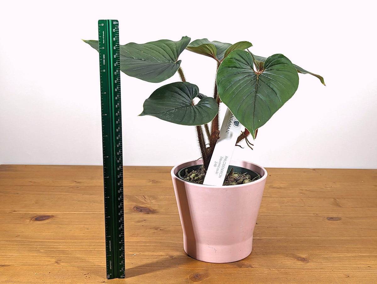 Philodendron Squamicaule