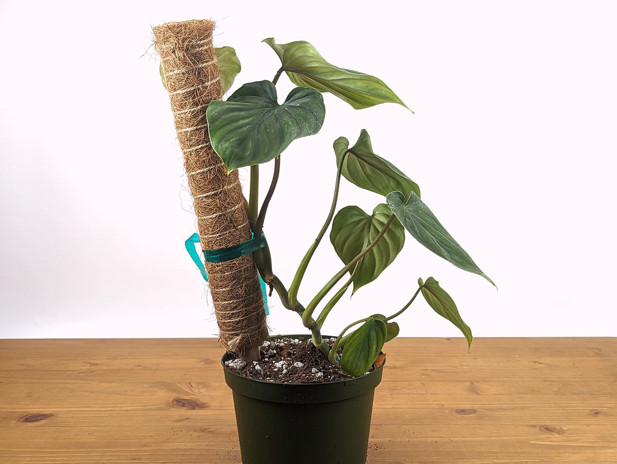 Philodendron Plowmanii