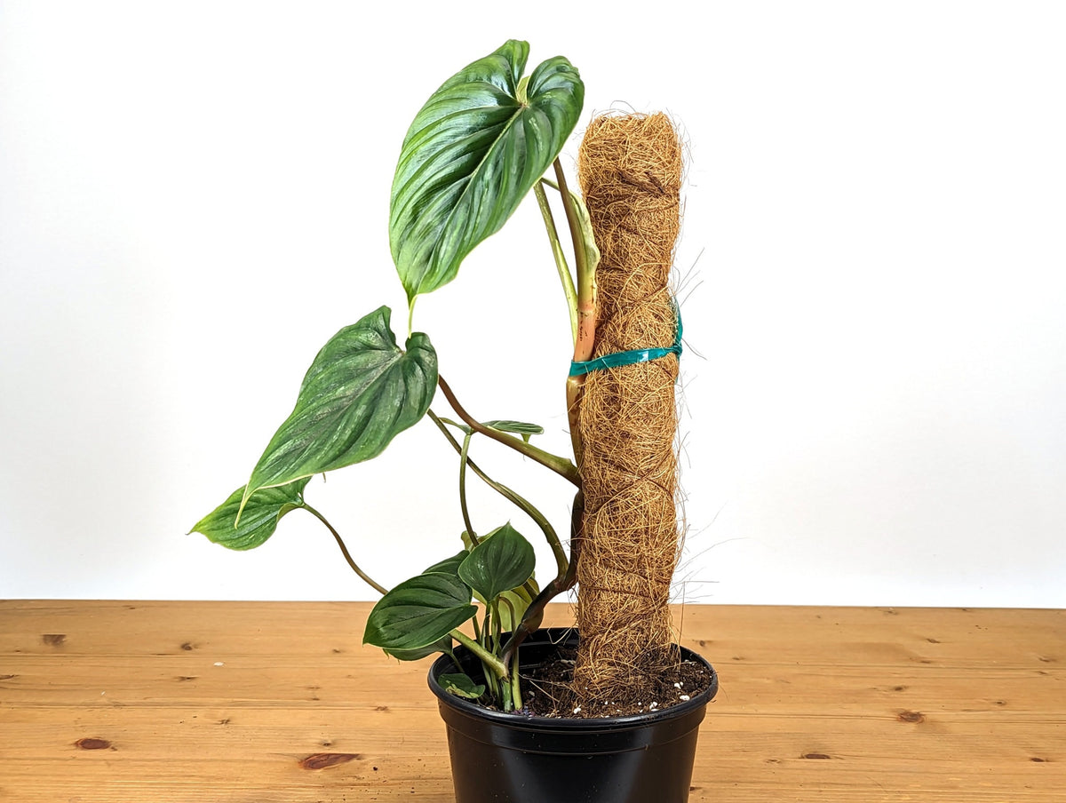 Philodendron Plowmanii