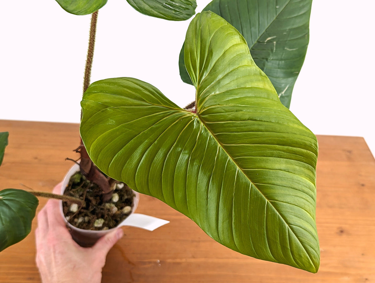 Philodendron Squamicaule Blushing