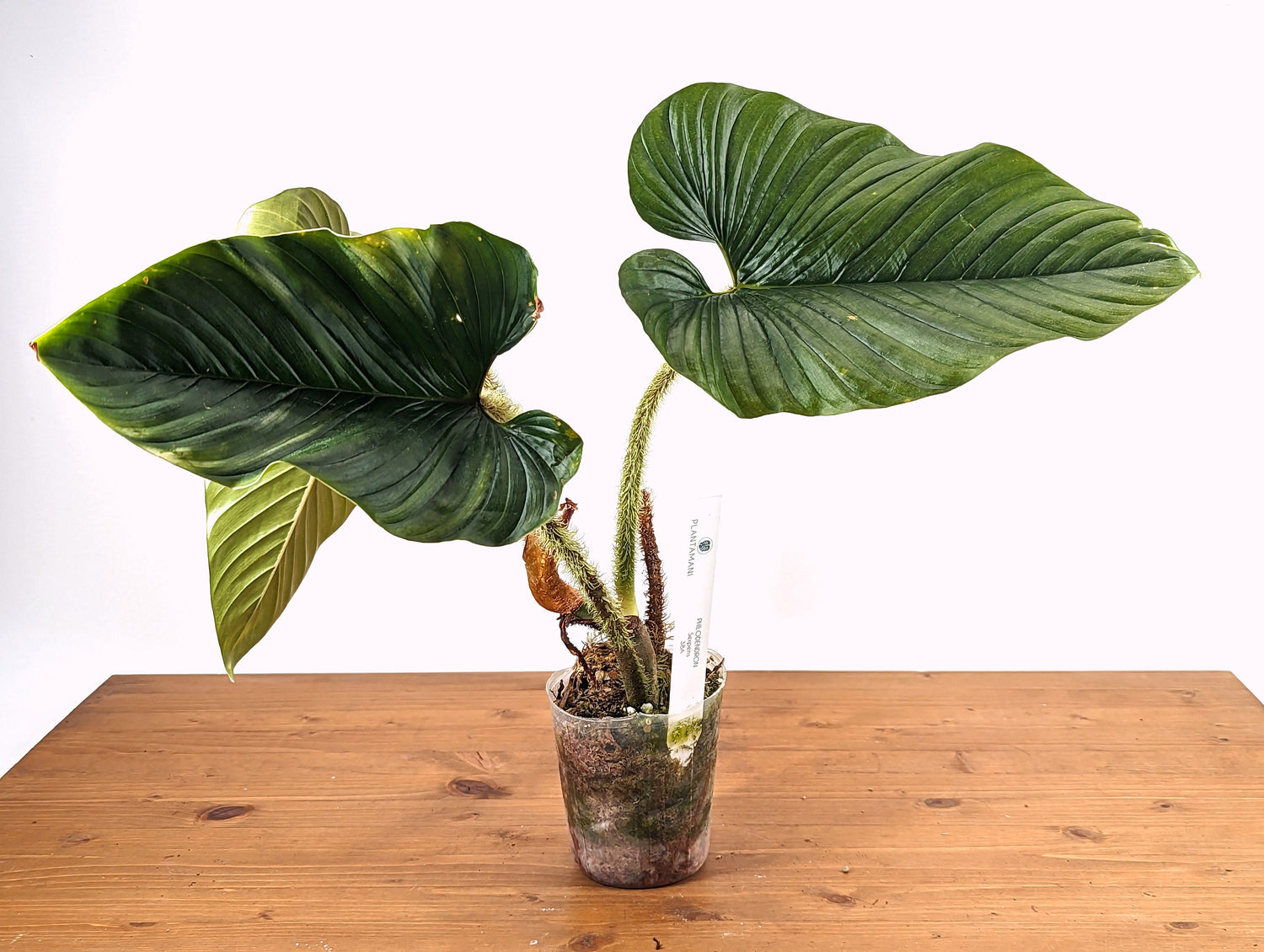 Philodendron Serpens