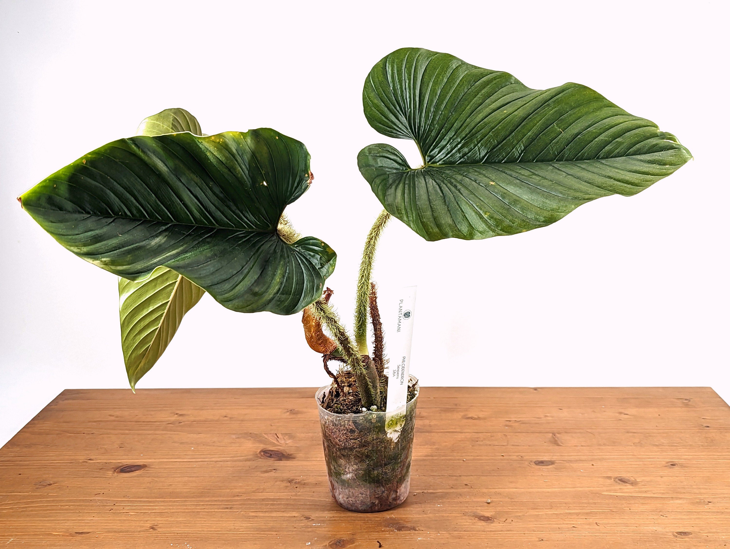 Philodendron Serpens