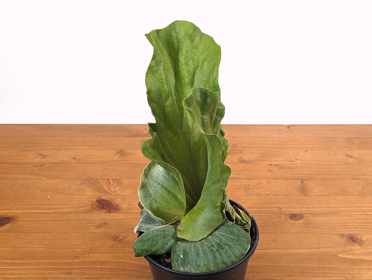 Platycerium Elephantotis Staghorn Fern