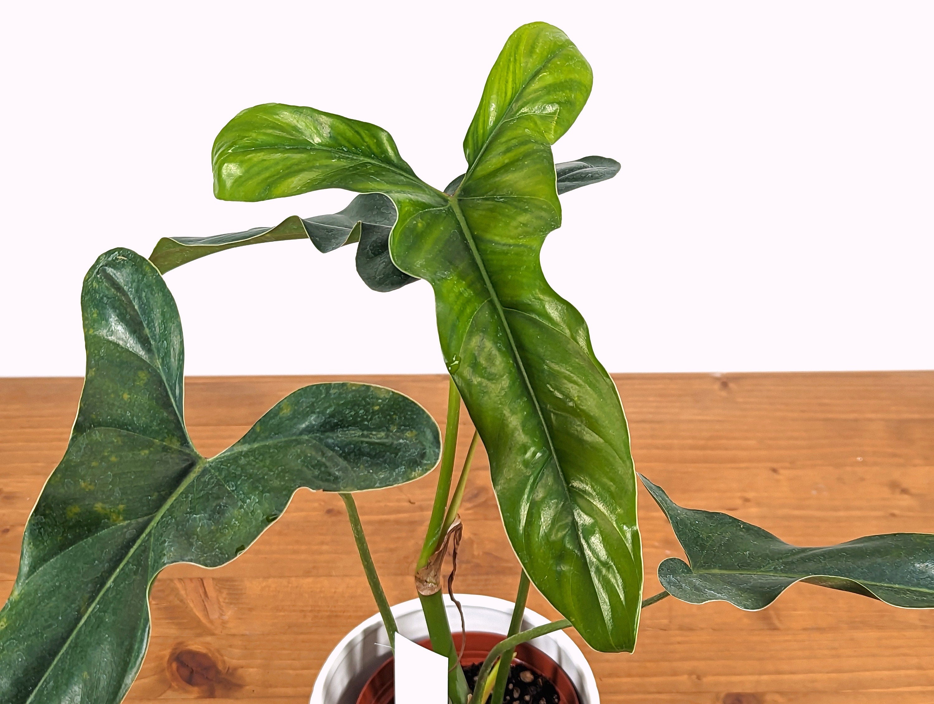 Philodendron Delsinkii