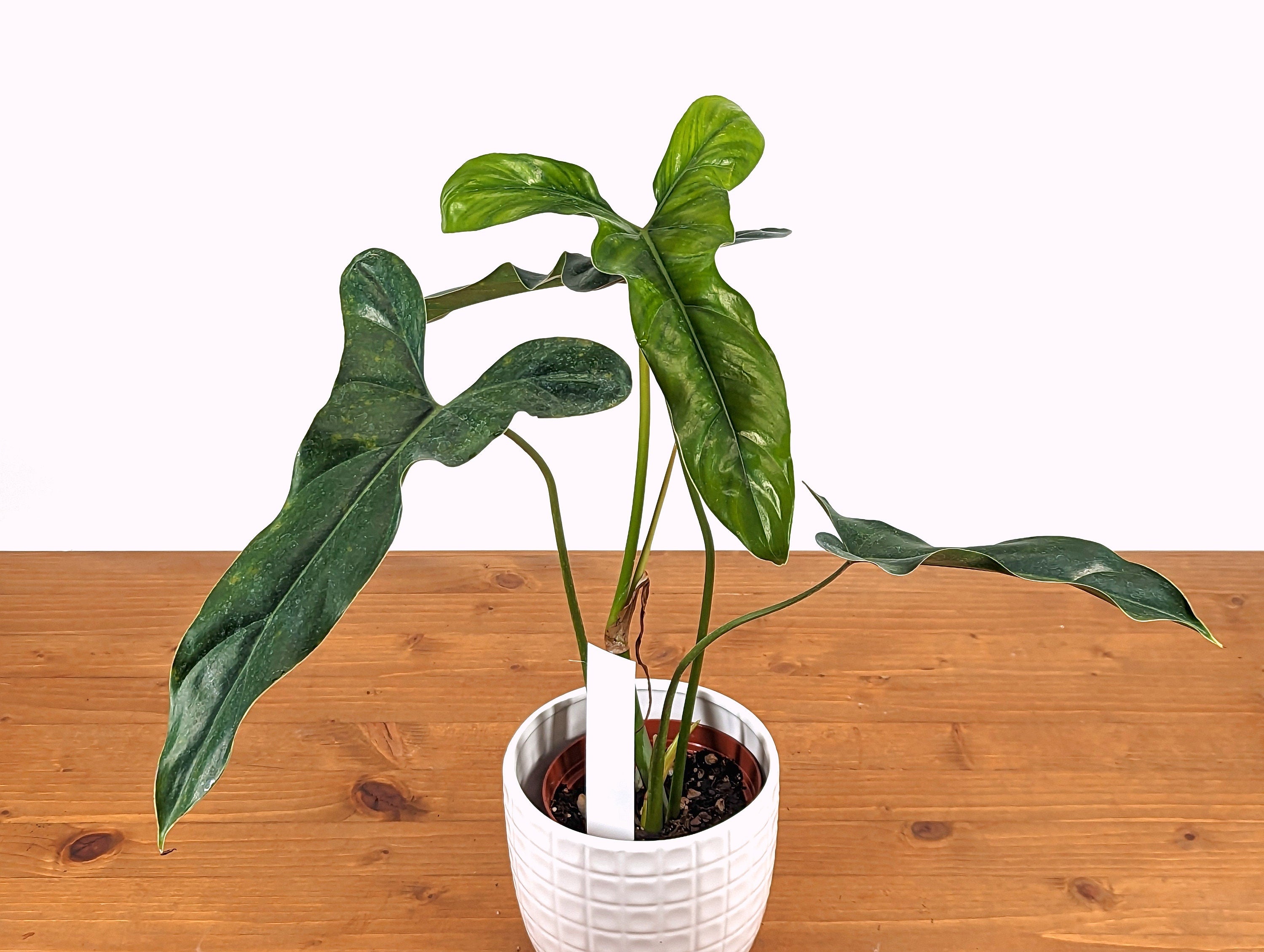 Philodendron Delsinkii