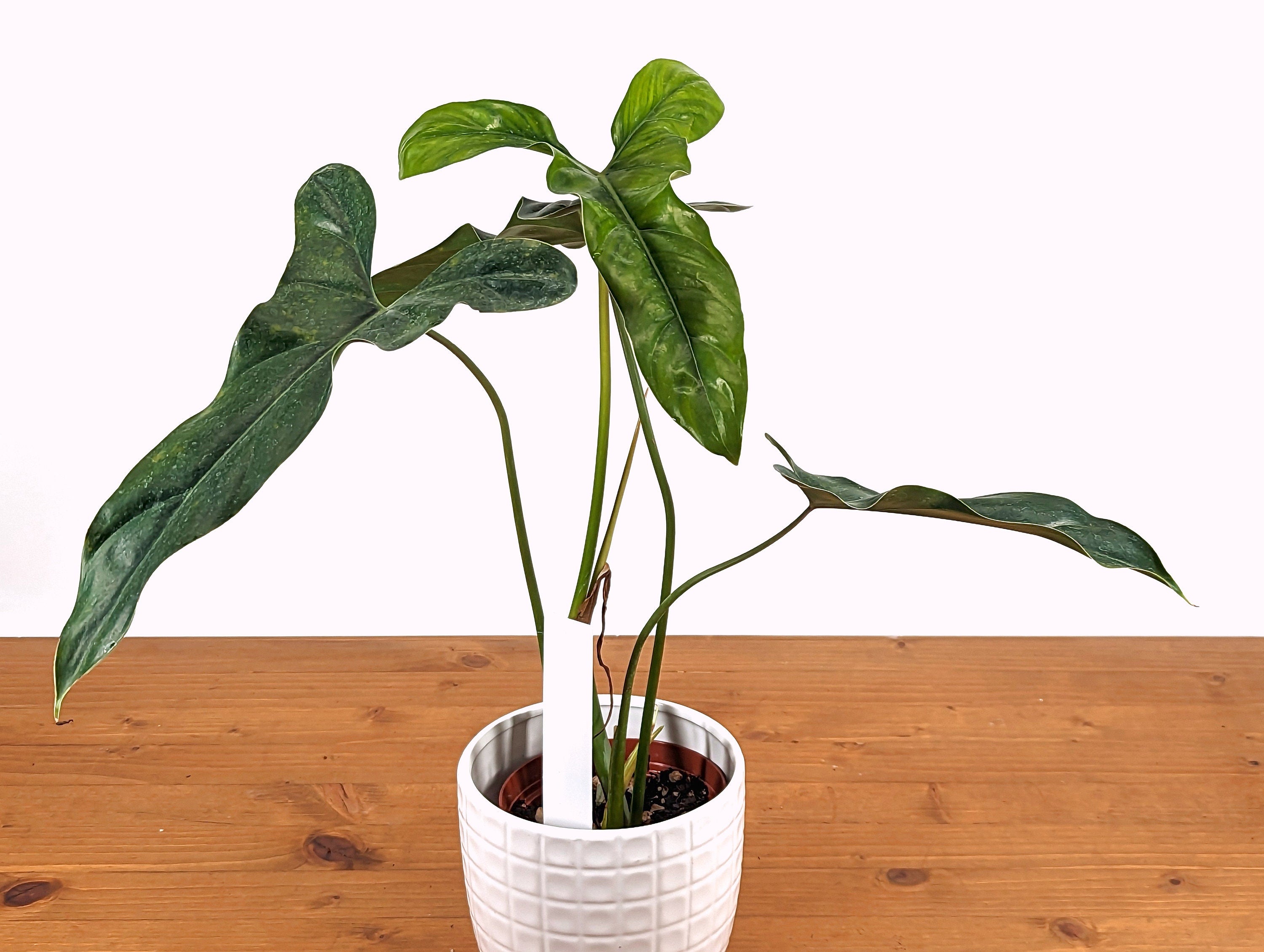 philodendron delsinkii Philodendron Delsinkii
