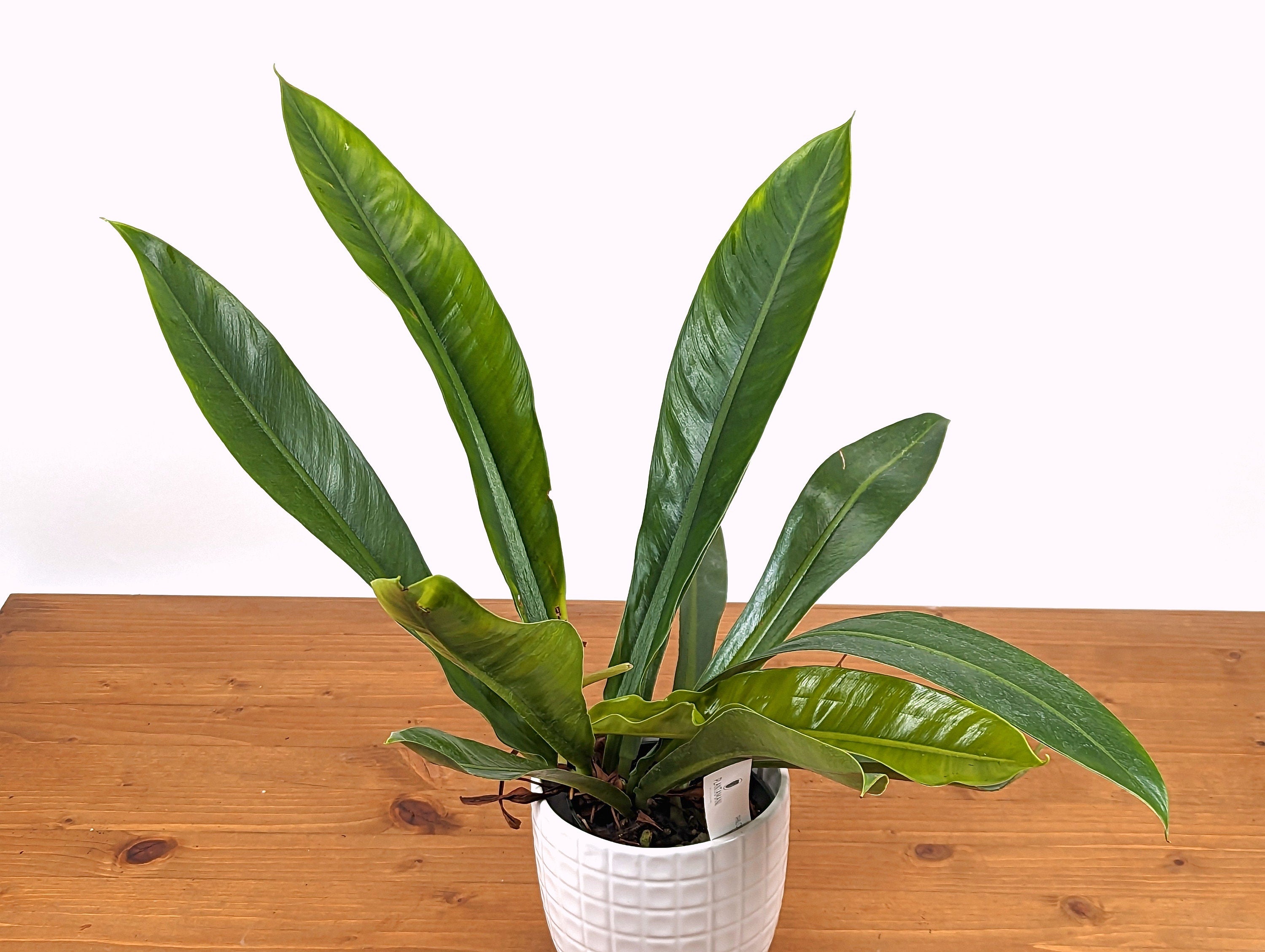 philodendron insigne Philodendron Insigne