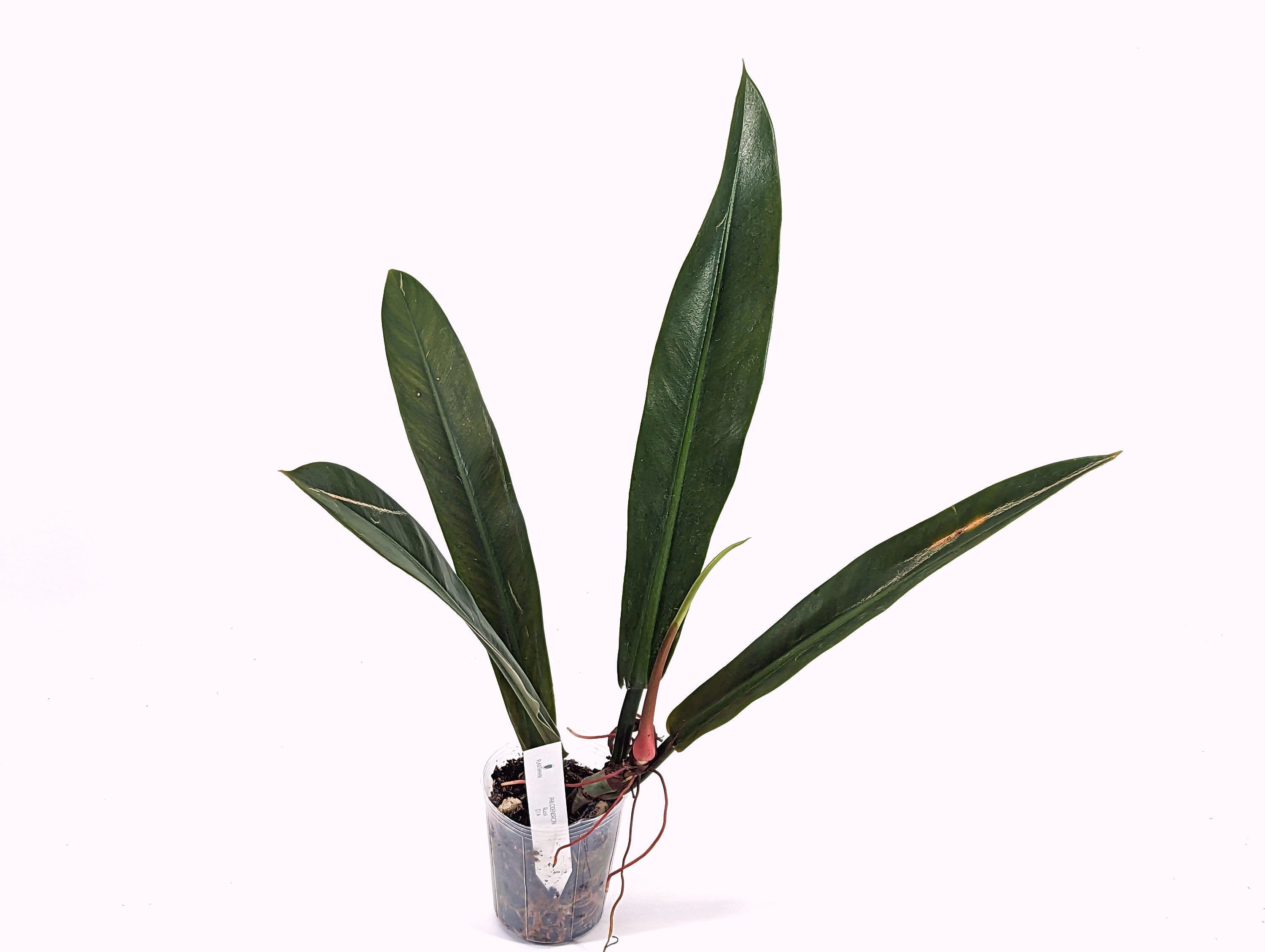philodendron rui sub Philodendron Ruizii