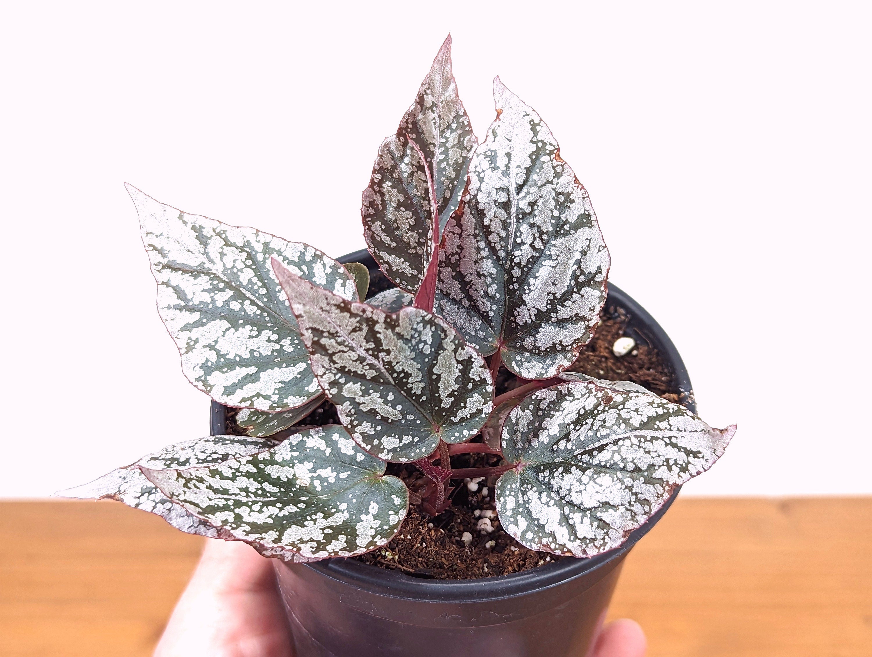 Spirit Of Maldives Begonia – Plantamani