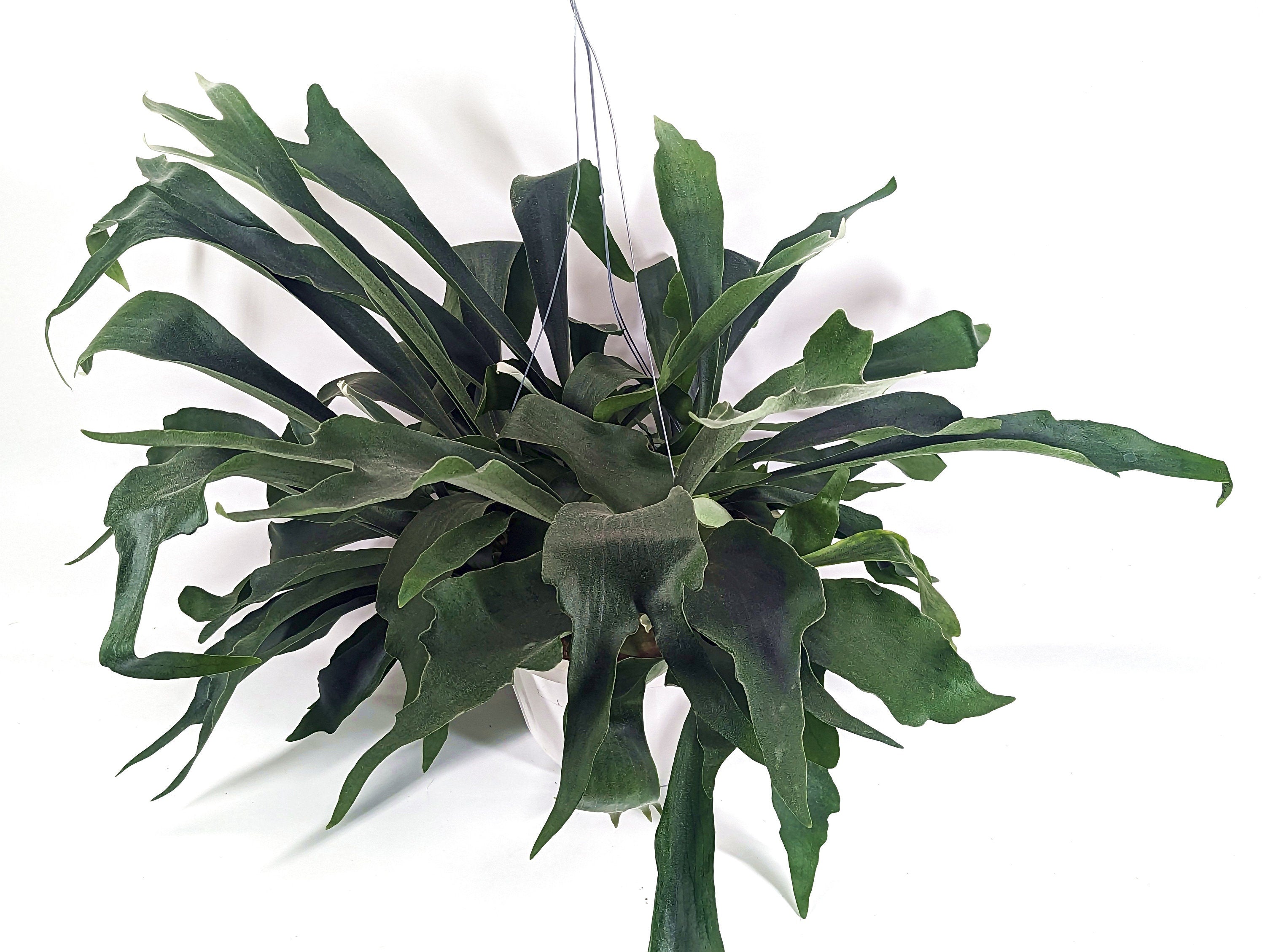 Staghorn Fern 10 inch Hanging Basket XL Size