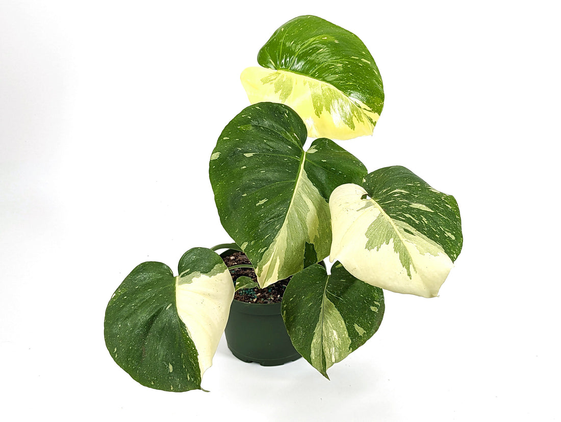 Half Moon Monstera Thai Constellation Creme Brulee 6 inch Pots Live Tropical Airoid Plant - Perfect Houseplant Gift