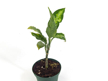 Aglaonema Pictum Tricolor 3 inch starter plant