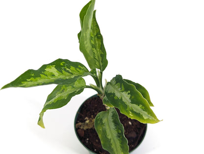 Aglaonema Pictum Tricolor 3 inch starter plant