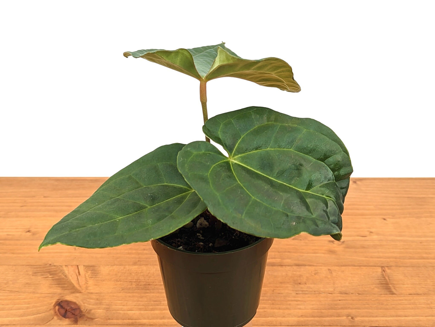 Anthurium Crystallinum x Luxurians (Raven Soul)