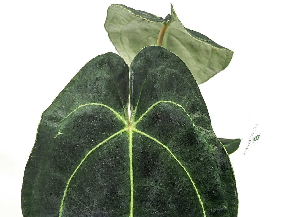 Anthurium Amazon King Stripes (Forgetii x Regale) - 4 inch pot rare Hybrid Collector&