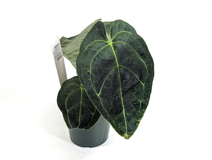 Anthurium Amazon King Stripes (Forgetii x Regale) - 4 inch pot rare Hybrid Collector&