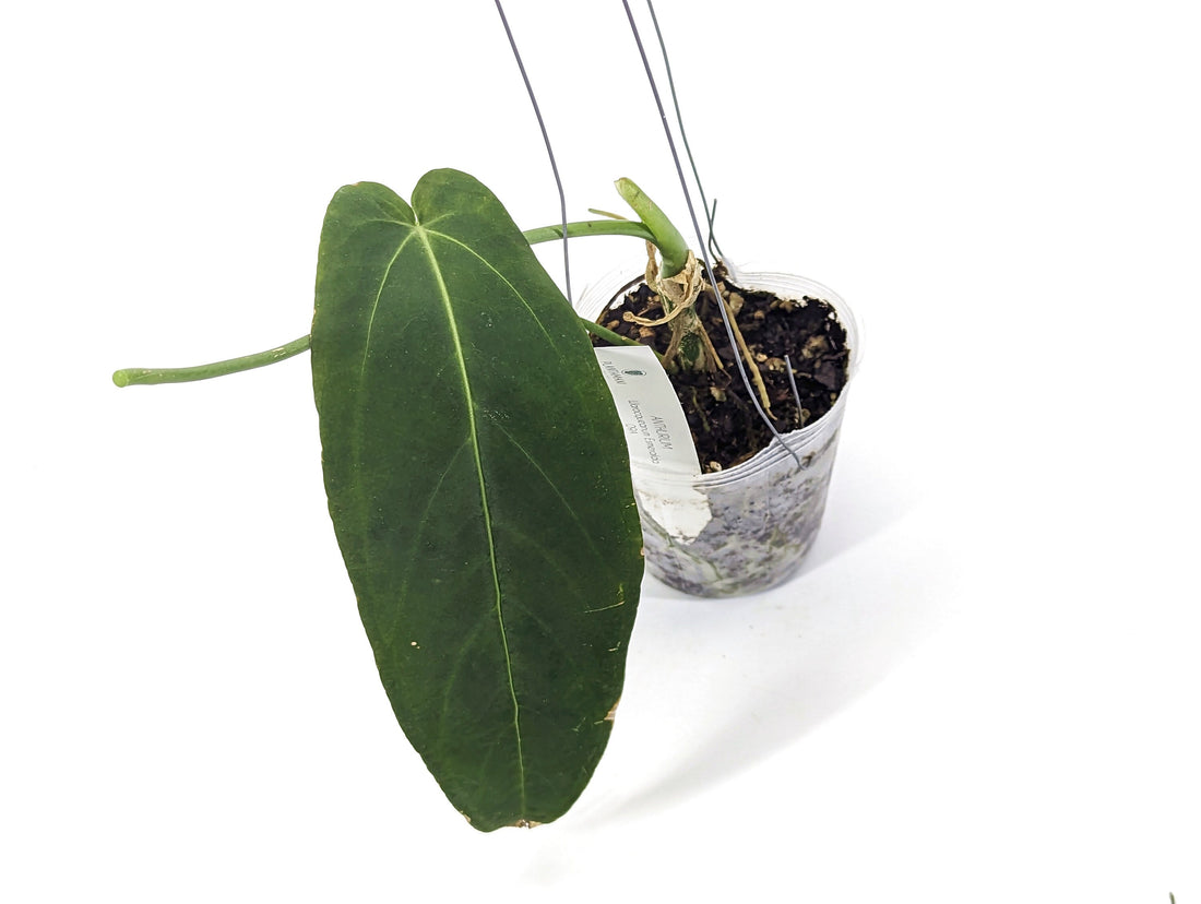 Anthurium Warocqueanum Esmeralda - REHAB - 4 inch pot