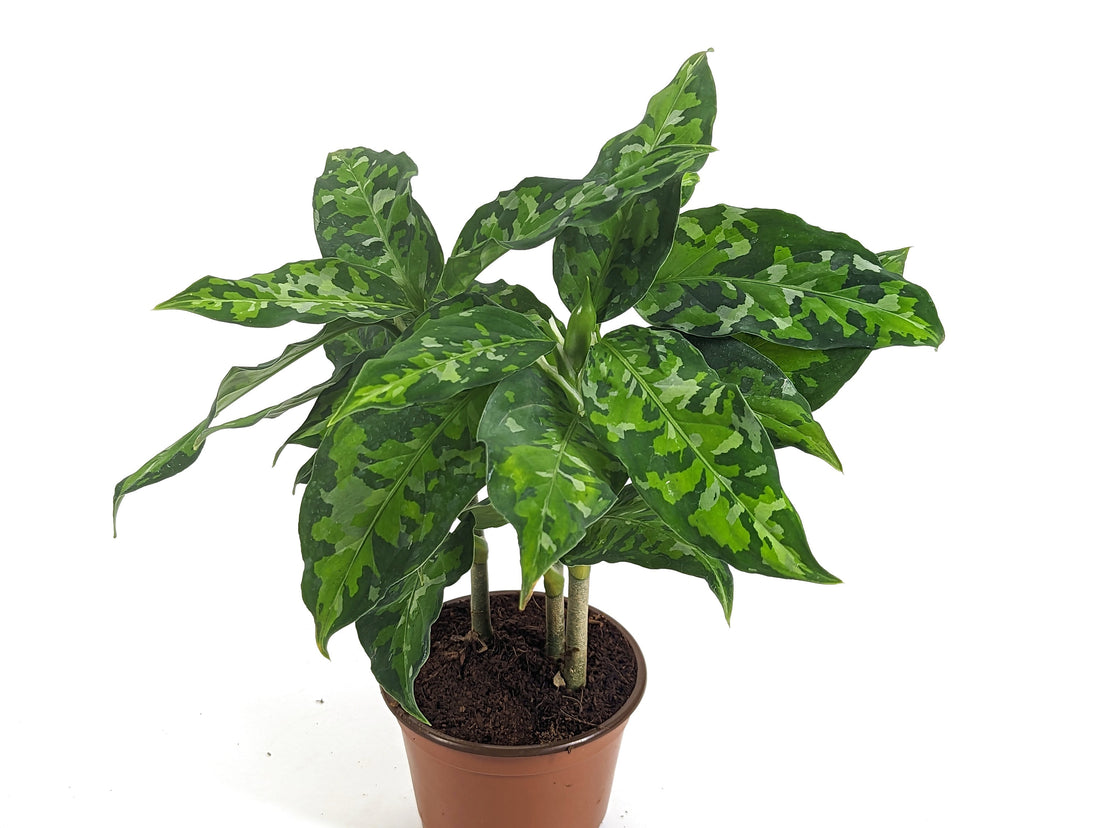 Aglaonema Pictum Tricolor 4 inch pot (3-4 stems) 8-12&quot; OAH
