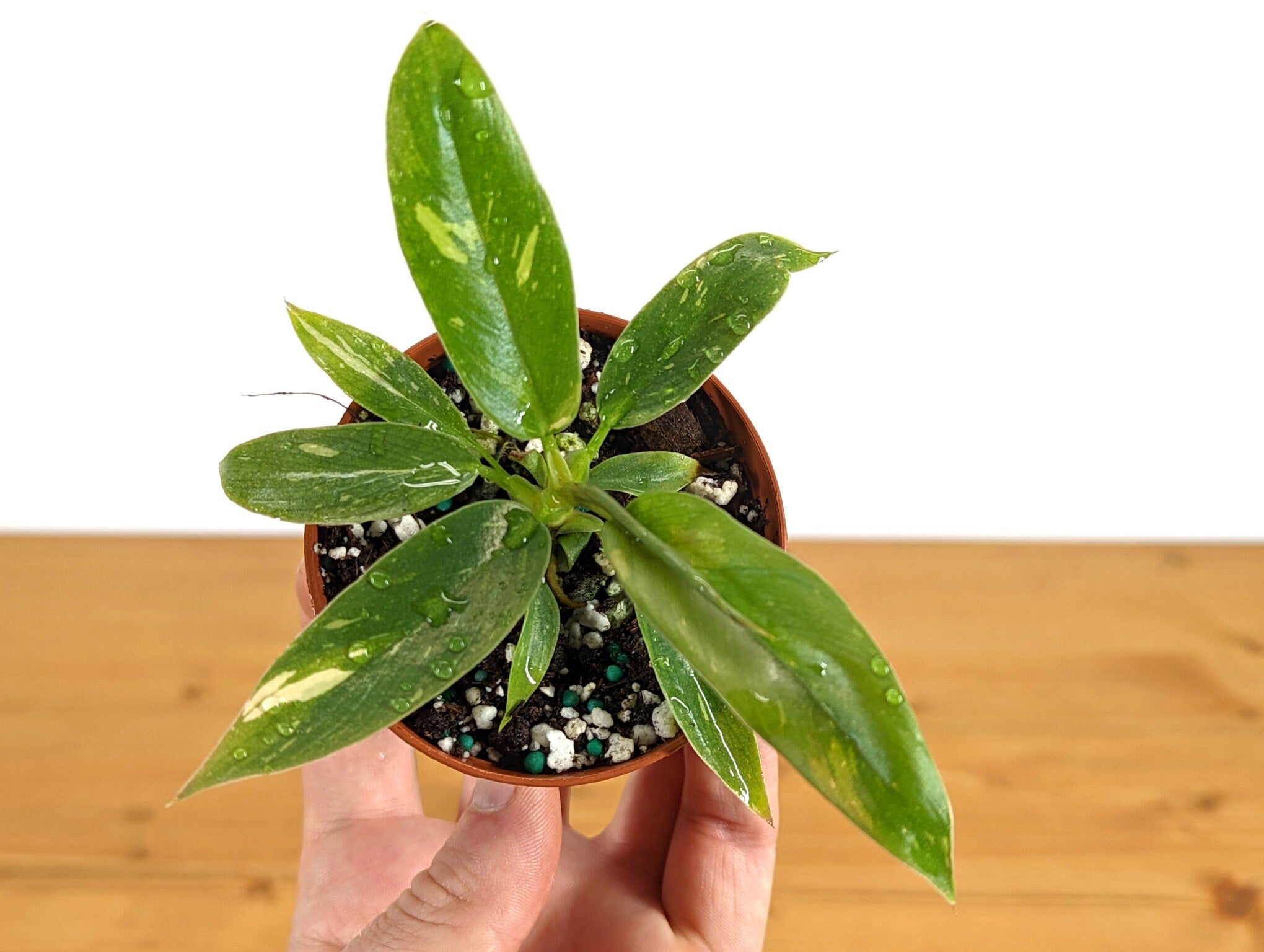 Philodendron Ring of Fire