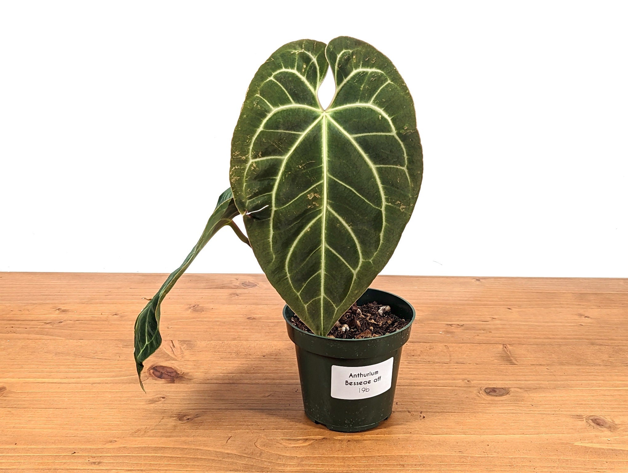 Anthurium Besseae