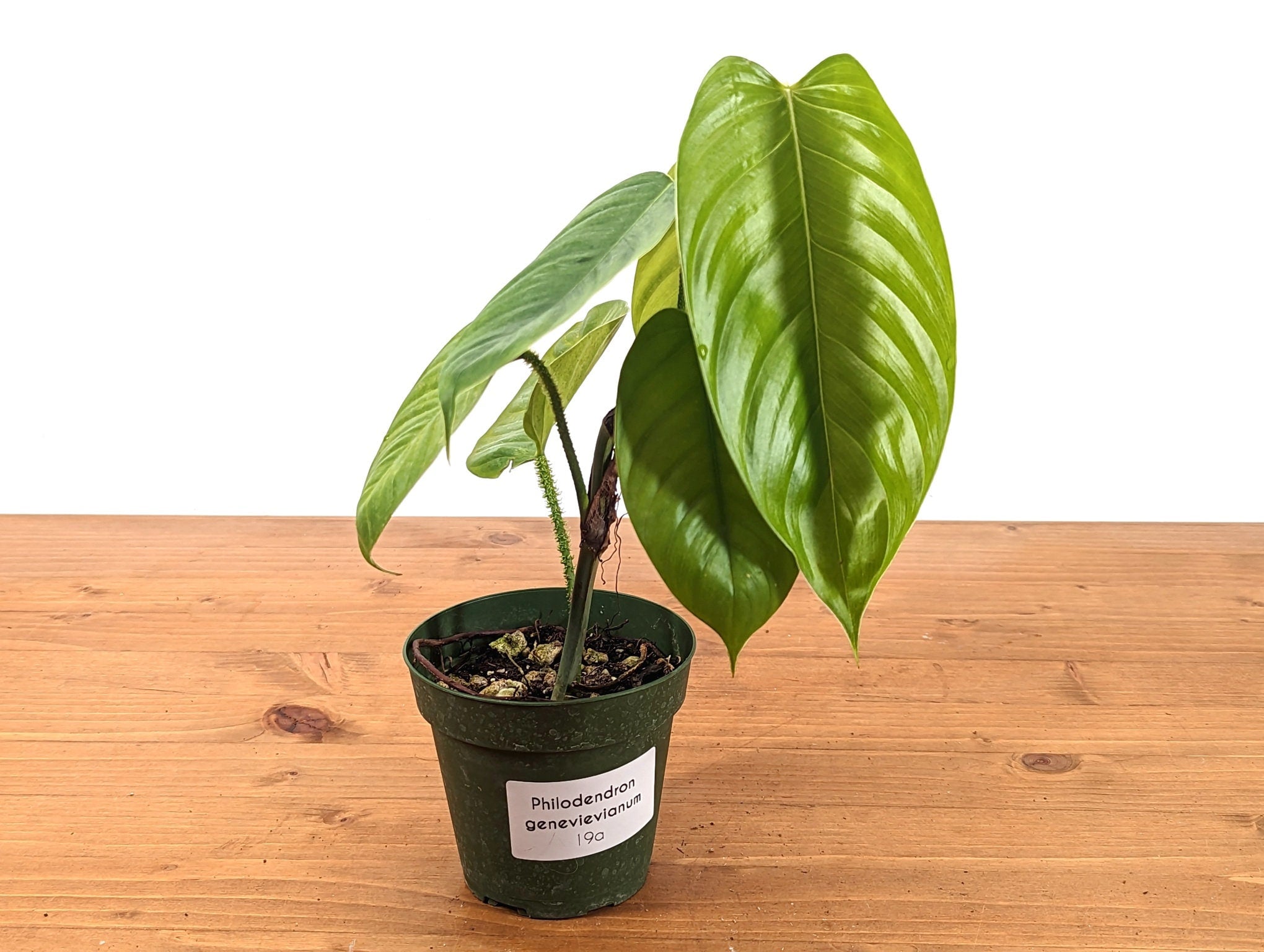 Philodendron Genevievienum - selling FULL PLANT