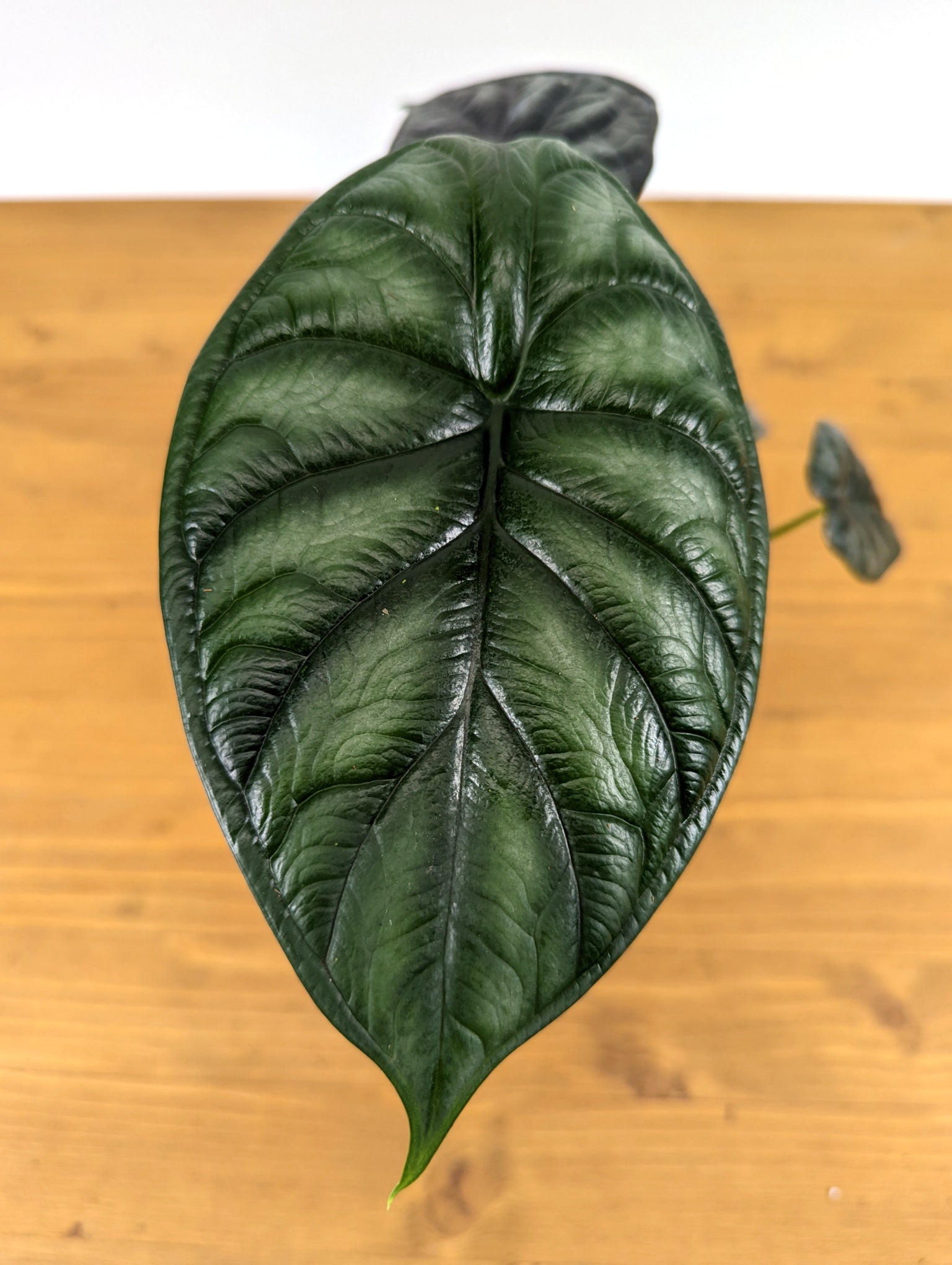 Ensuring your Alocasia Houseplant Thrives
