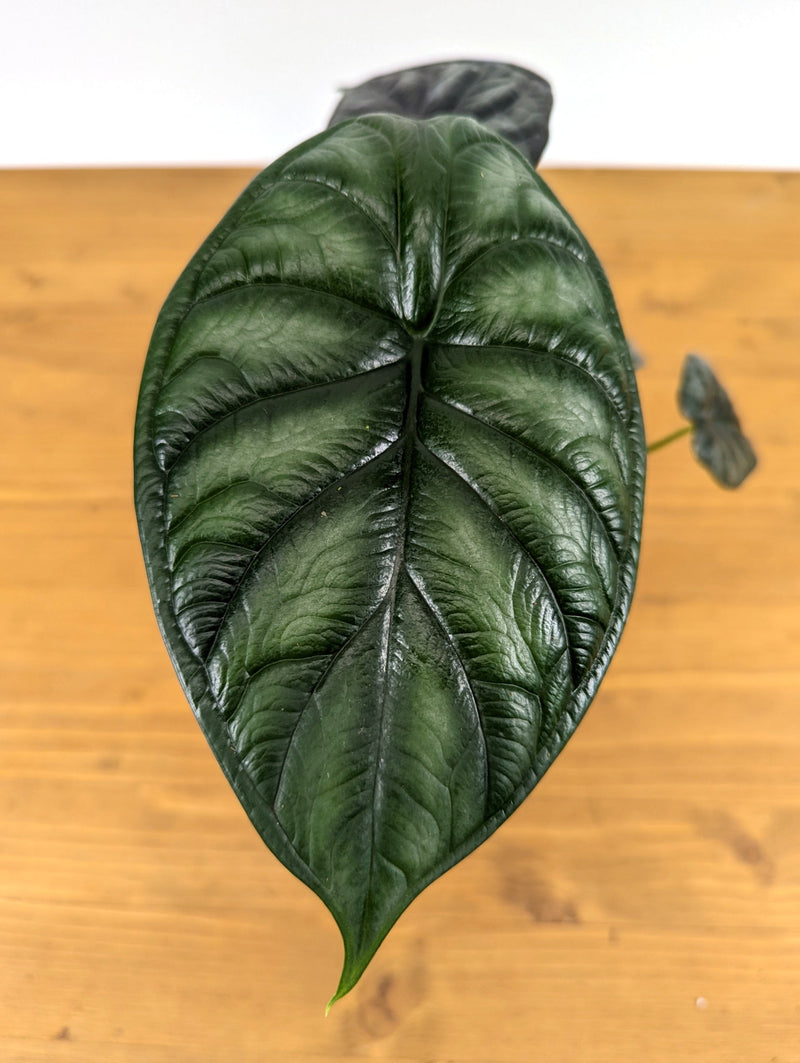 Best care practices for your Alocasia Houseplant