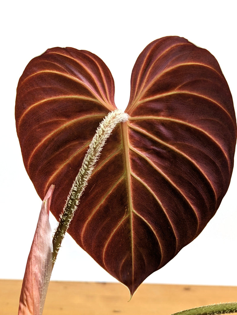 How to care for your Philodendron Houseplant