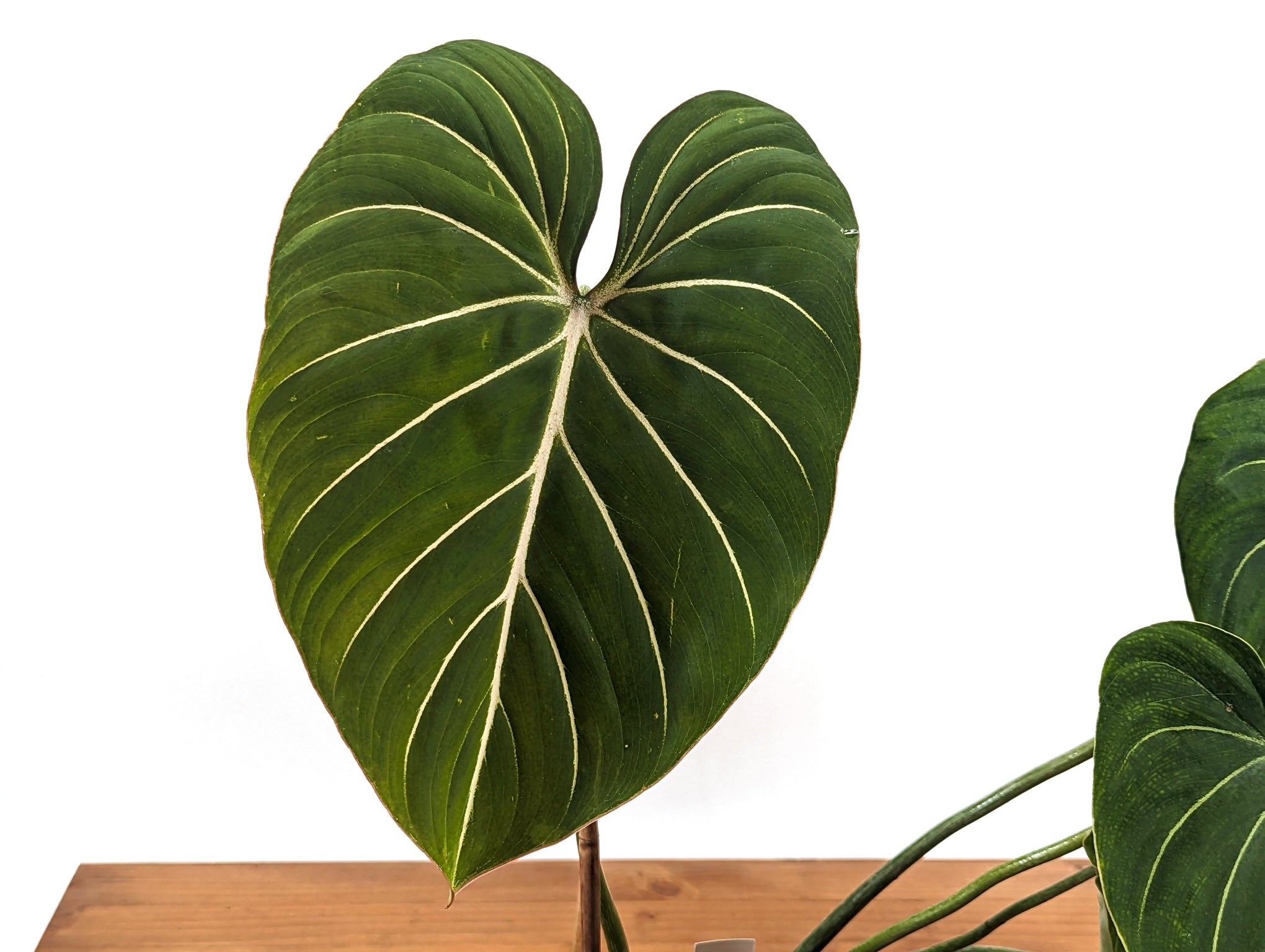 The Ultimate Philodendron Gloriosum Care Guide Made Easy