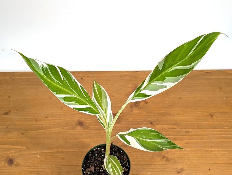 How To Care for a Variegated Banana Musa