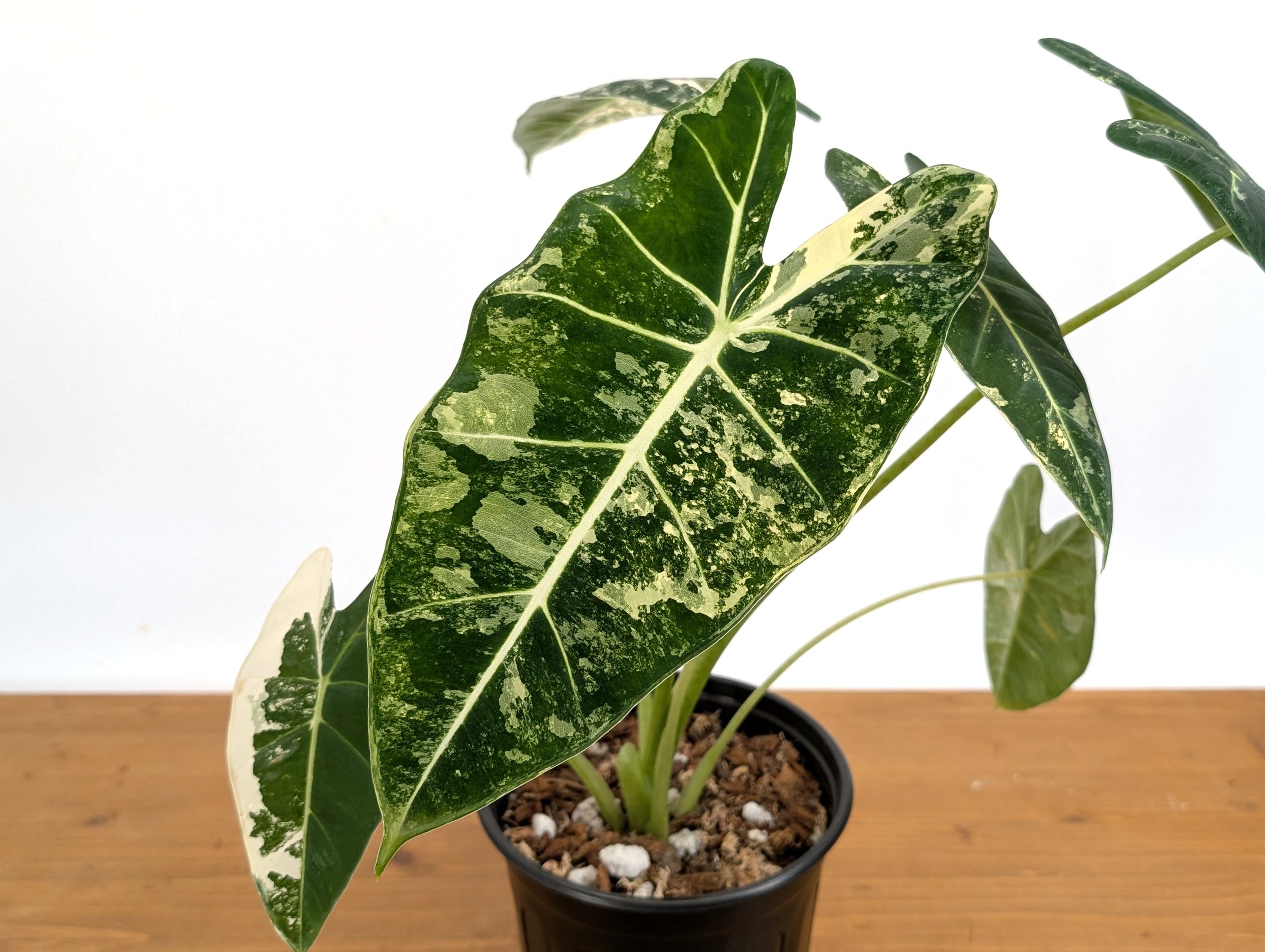 The Ultimate Alocasia Frydek Variegated Care Guide – Velvet Jewel with a Twist