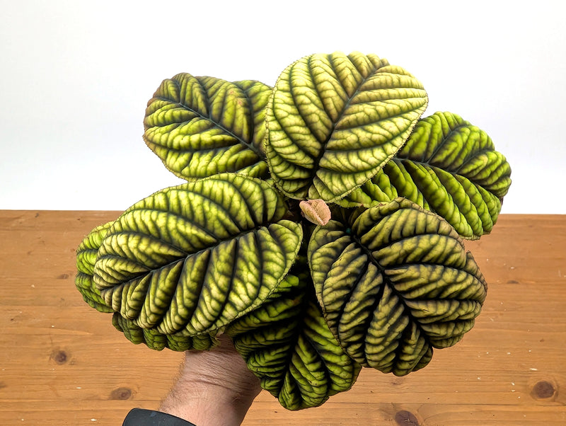 Vivid Berries, Bold Foliage Ardisia crenata 'Cool Fire'