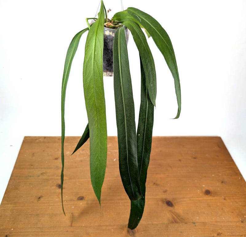 How to grow and care for Anthurium Vittariifolium
