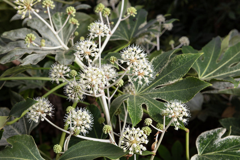 How to Grow and Care for Fatsia Spider Web