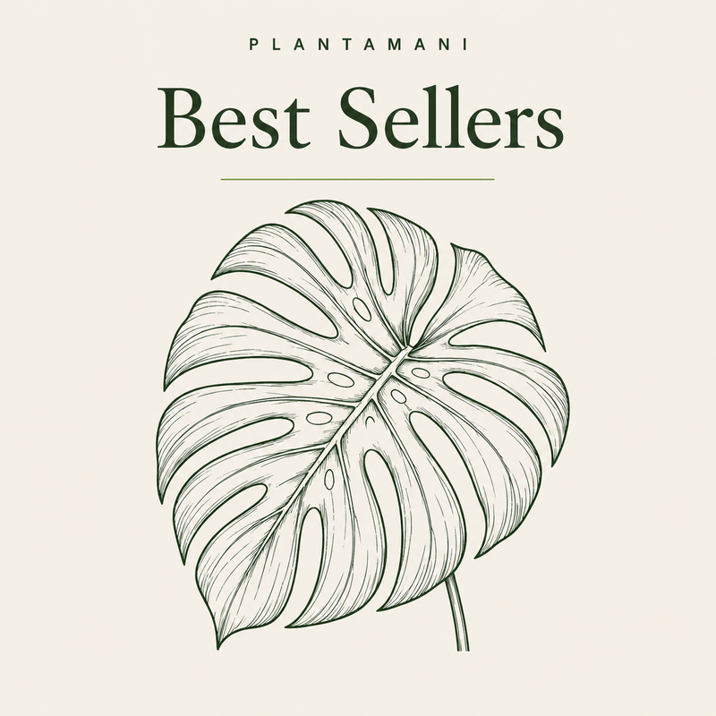 Best Sellers