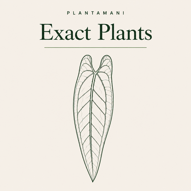Exact Plants