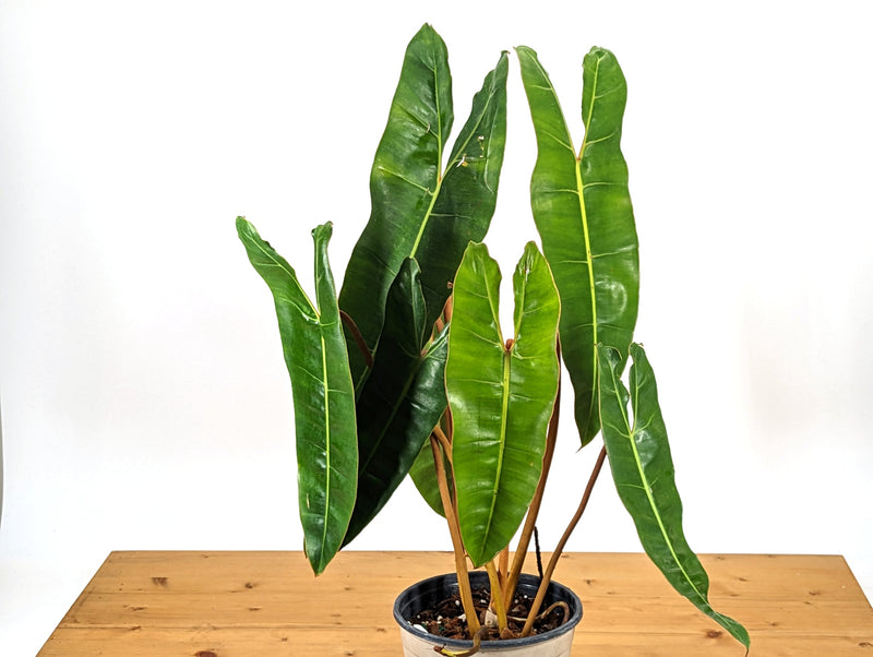 Philodendron