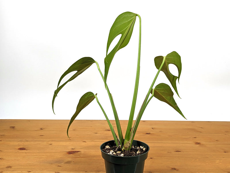 Monstera