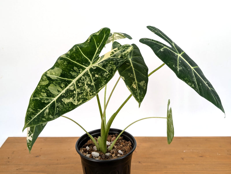Alocasia
