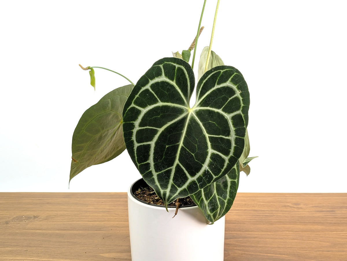 Anthurium Clarinervium Seed Grown Open-Pollinated Hybrids
