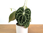 Anthurium Clarinervium Seed Grown Open-Pollinated Hybrids