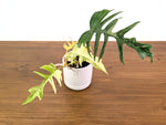 Philodendron Florida Beauty Variegated x Tortum Exact Plant in 4" Pot - #27A