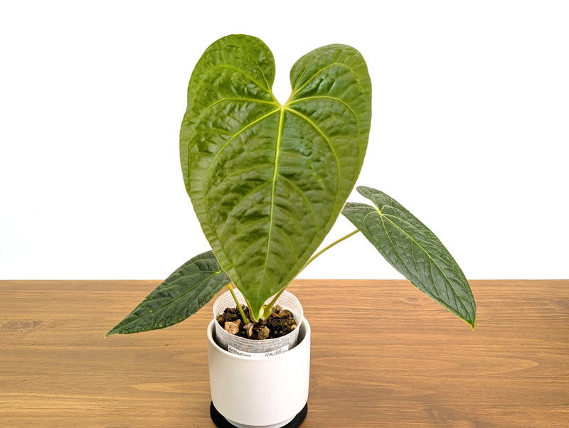 Anthurium Forgetii x Luxurians