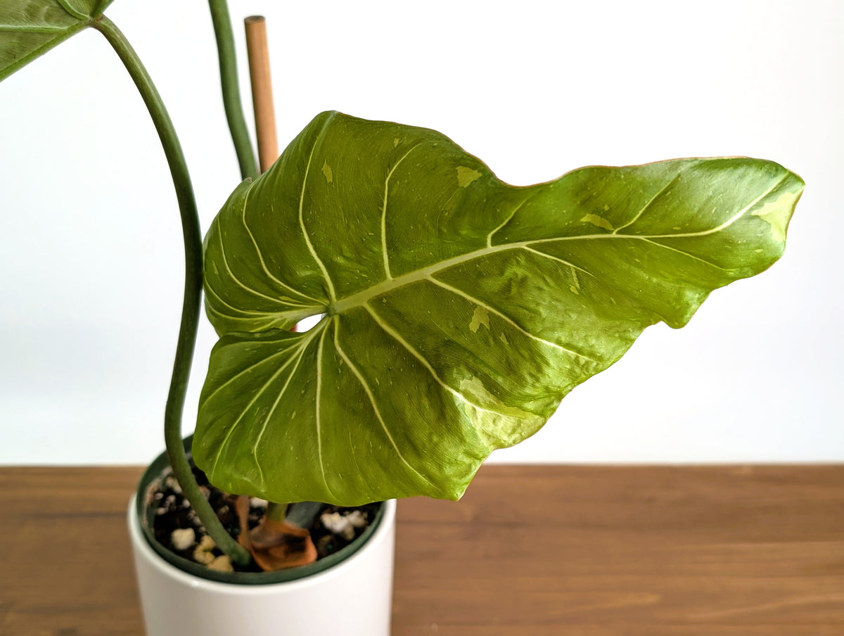 Philodendron Gloriosum x Maximum Variegated - Exact Plant #24A HUGE Leaf over 12" in 6" Pot