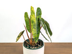 Philodendron Billietiae Variegated