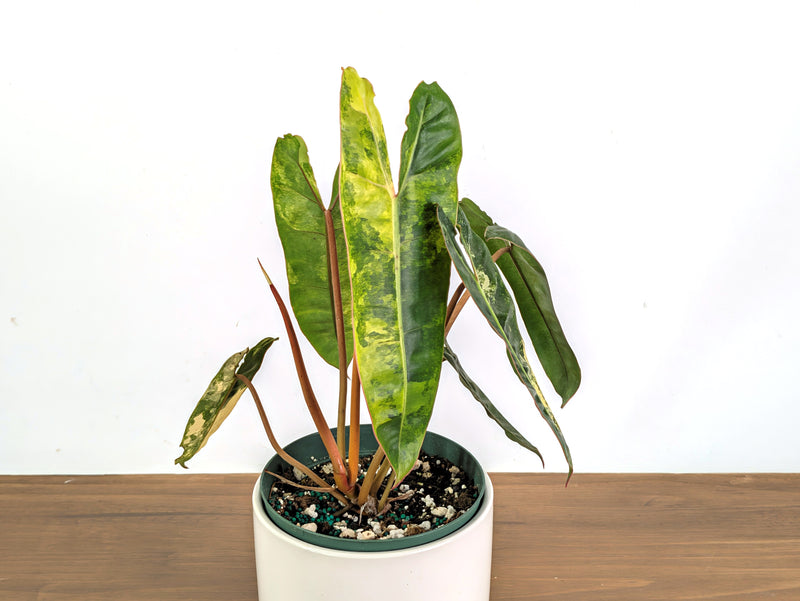Philodendron Billietiae Variegated