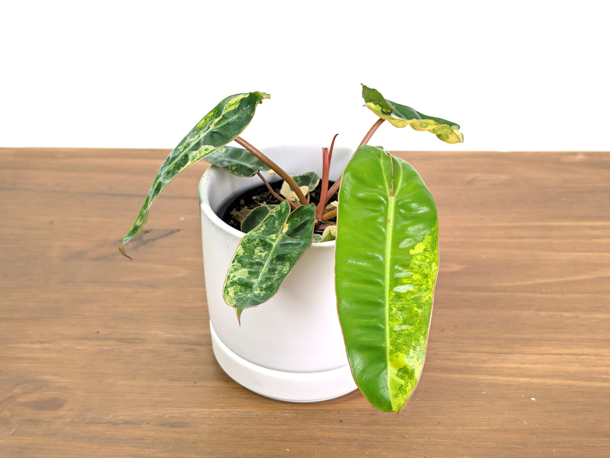 Philodendron Billietiae Variegated